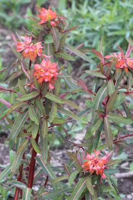 Euphorbia griffithii  – pryšec Griffithův